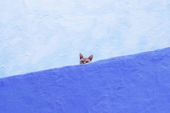 From Tangier: Special Day Trip to Chefchaouen and Tetouan - Chefchaouen Medina: The Blue City