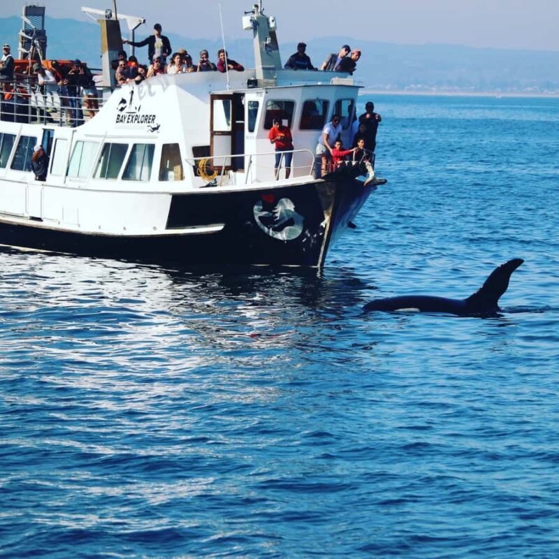 From Tauranga: Dolphin and Wildlife Cruise - Key Points