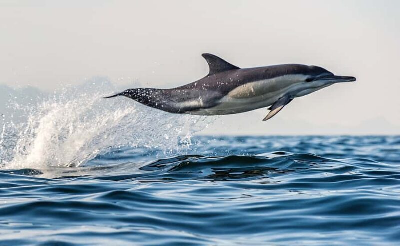 From Tauranga: Dolphin and Wildlife Cruise - Who Will Enjoy This Tour?