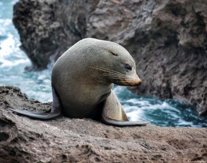 From Tauranga: Dolphin and Wildlife Cruise - FAQ
