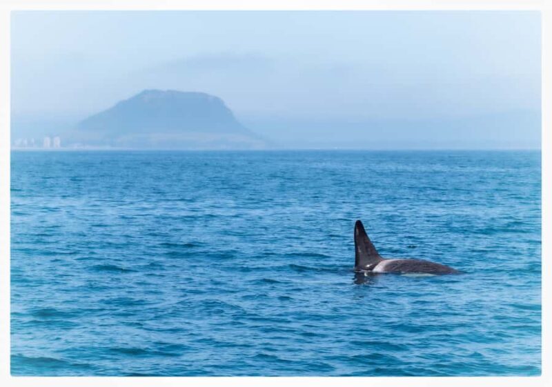 From Tauranga: Half-Day Swimming with Dolphins Tour - Key Points