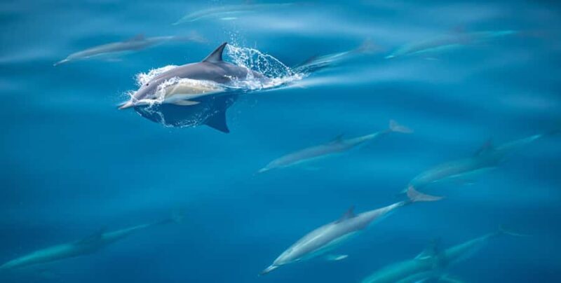 From Tauranga: Half-Day Swimming with Dolphins Tour - A Detailed Look at the Tauranga Dolphin Tour