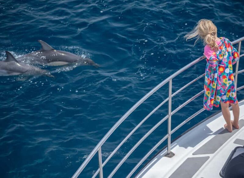 From Tauranga: Half-Day Swimming with Dolphins Tour - The Sum Up: Is It Worth It?