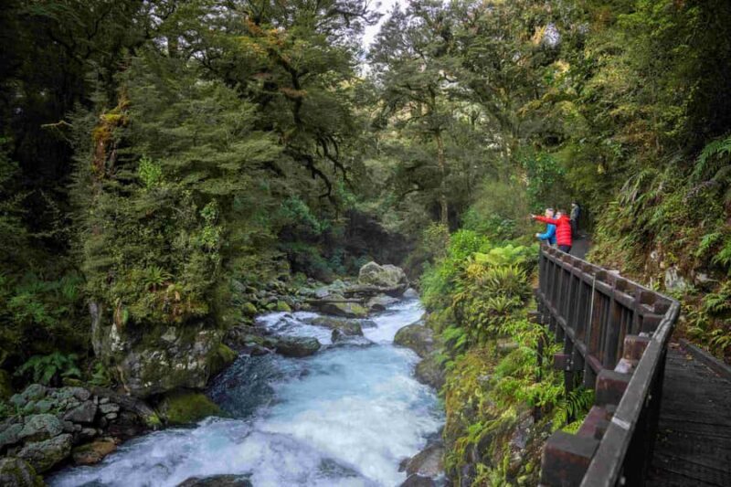 From Te Anau: Milford Sound Coach, Cruise, and Walks - Pricing and Value