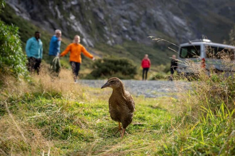 From Te Anau: Milford Sound Coach, Cruise, and Walks - FAQ
