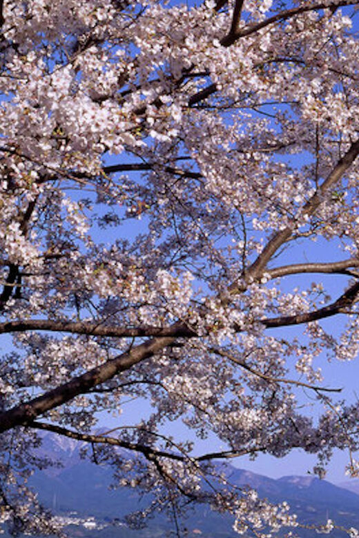 From Tokyo Custom Mt.Fuji tour with the Private van - FAQs
