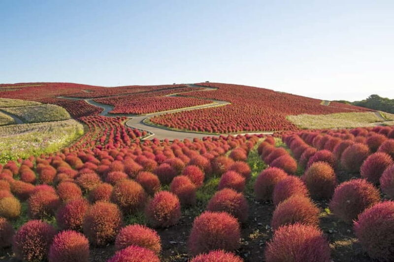 From Tokyo: Hitachi seaside Park & Oarai Isosaki Shrine Tour - Key Points