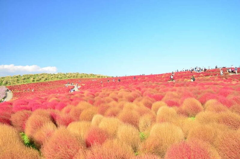 From Tokyo: Hitachi seaside Park & Oarai Isosaki Shrine Tour - An Overview of the Itinerary and What You’ll Experience