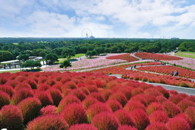 From Tokyo: Hitachi seaside Park & Oarai Isosaki Shrine Tour - The Sum Up