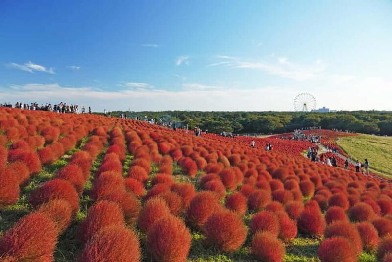 From Tokyo: Hitachi seaside Park & Oarai Isosaki Shrine Tour - FAQ