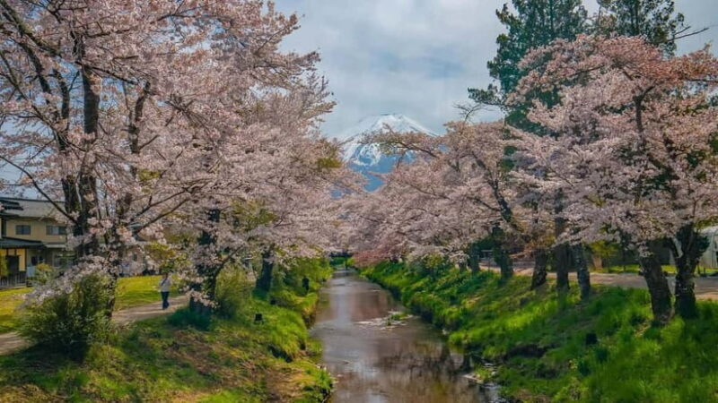 From Tokyo: Mount Fuji Private Tour with a Driver/Guide - Key Points