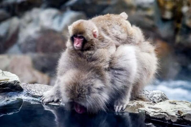 From Tokyo: Nagano Full Day Private Snow Monkey Park Tour - Key Points
