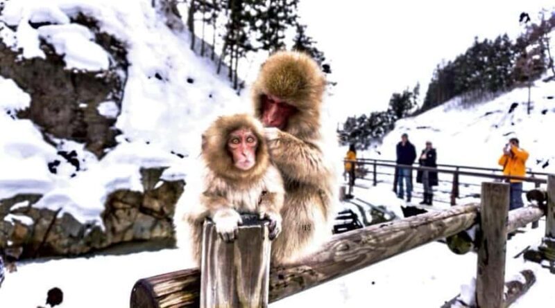 From Tokyo: Nagano Full Day Private Snow Monkey Park Tour - Discovering the Snow Monkeys of Jigokudani