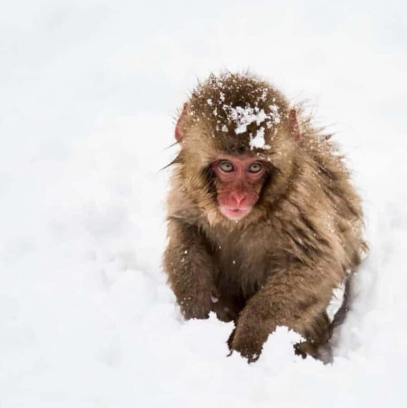 From Tokyo: Nagano Full Day Private Snow Monkey Park Tour - The Transportation and Flexibility