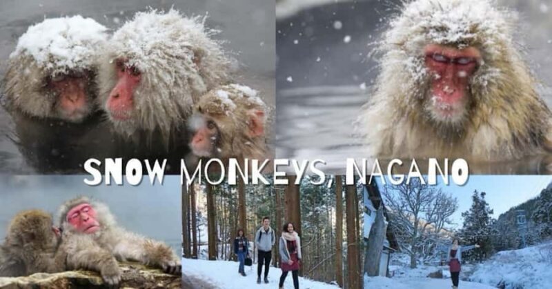 From Tokyo: Nagano Full Day Private Snow Monkey Park Tour - Cost and Value