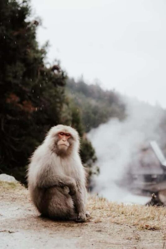 From Tokyo: Nagano Full Day Private Snow Monkey Park Tour - Who Is This Tour Best For?