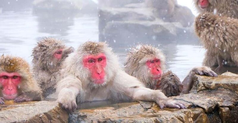 From Tokyo/Nagano : Private Snow Monkeys Park Full Day Trip - What Makes This Tour Stand Out