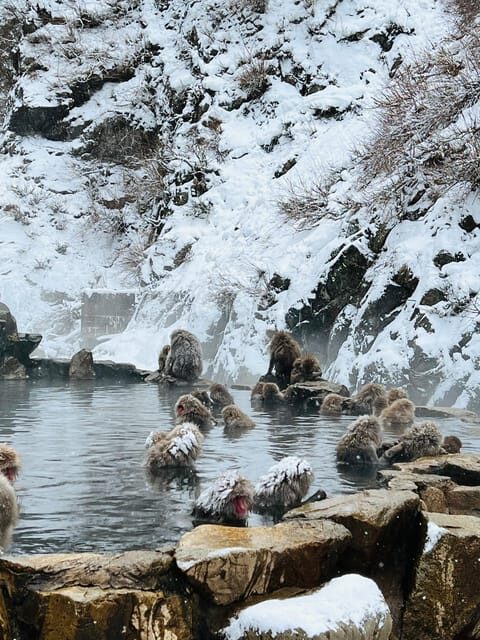 From Tokyo: Nagano Snow Monkey Park Zenkoji Temple Day Trip - An In-Depth Look at the Nagano Day Trip