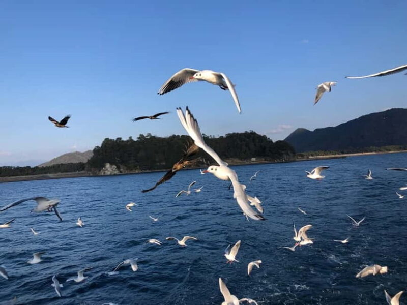 From Tokyo: Numazu Port and Gotemba Outlets Day Tour - Who Would Love This Tour?