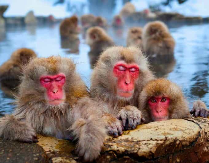 From Tokyo or Nagano: Private Snow Monkey Park Full day trip - In-Depth Review of the Private Snow Monkey Park Full Day Trip