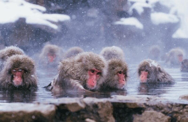 From Tokyo: Private Day Trip to Snow Monkey & Zenkoji - Practical Tips and Considerations