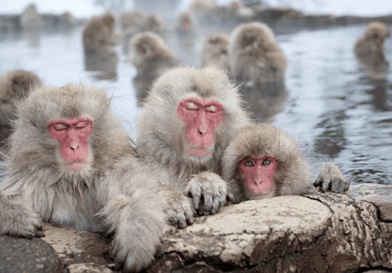 From Tokyo: Private Day Trip to Snow Monkey & Zenkoji - The Sum Up