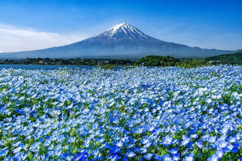 From Tokyo: Private Mount Fuji Day Trip by Car - An Introduction to the Experience