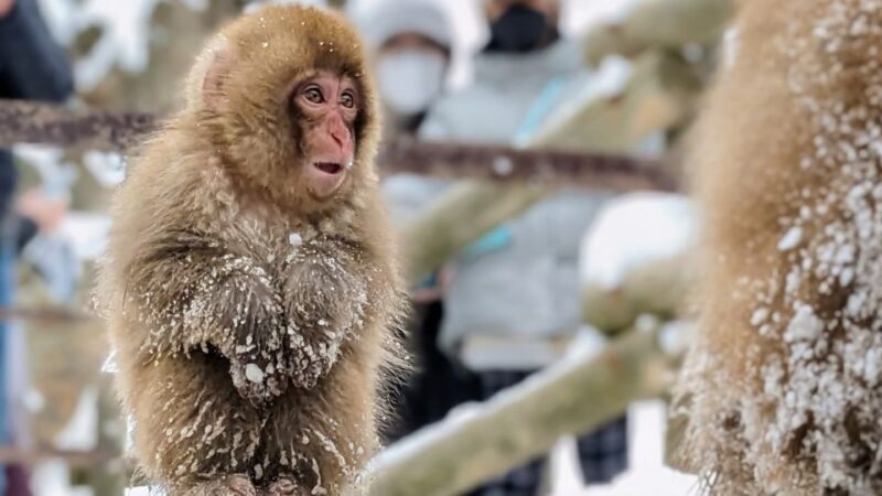 From Tokyo: Snow Monkey 1 Day Tour with Beef Sukiyaki Lunch - Final Thoughts