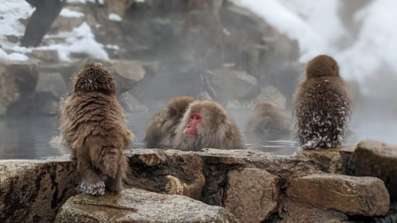 From Tokyo: Snow Monkey 1 Day Tour with Beef Sukiyaki Lunch - FAQs