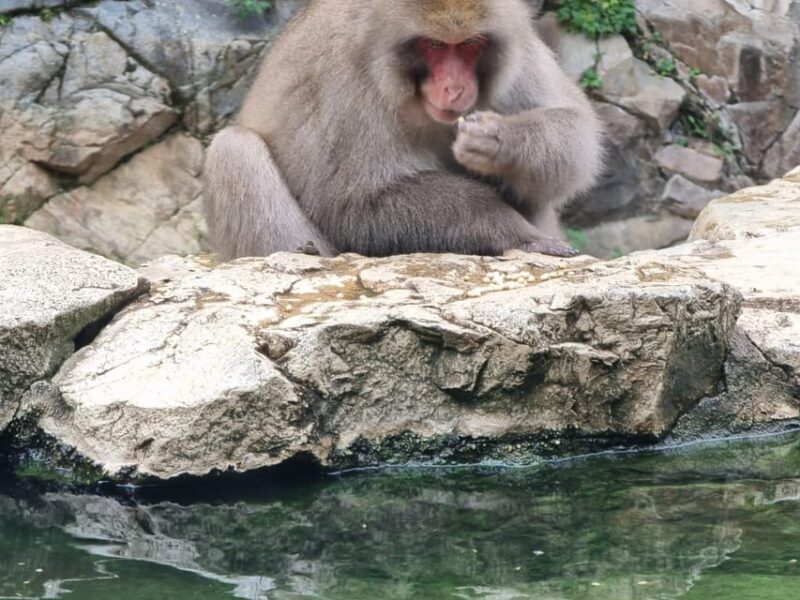 From Tokyo: Snow Monkey Private Customize Day Tour - The Value and Cost