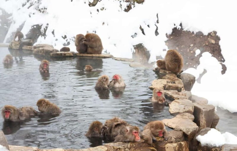 From Tokyo: Snow Monkeys and Zenkoji Temple Day Trip - The Practical Side: Price, Value, and Tips