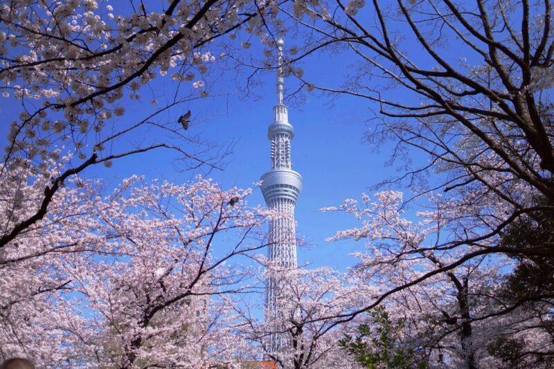 From Tokyo: Tokyo, Kyoto, Osaka, & Nikko Private 7-Day Tour - The Sum Up