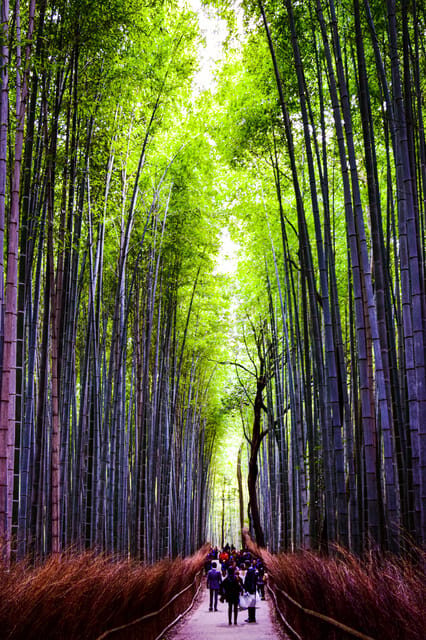 From Tokyo: Tokyo, Kyoto, Osaka, & Nikko Private 7-Day Tour - FAQ
