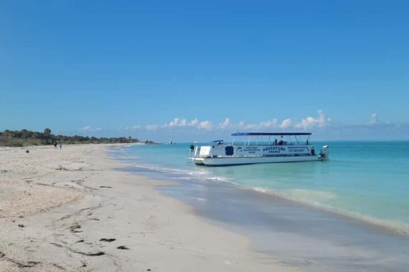 From Treasure Island: Dolphin Watching and Shelling Cruise - Exploring the Experience in Detail