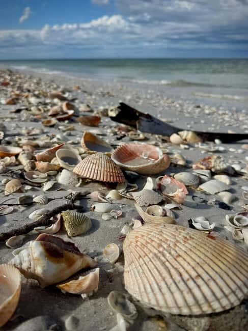 From Treasure Island: Dolphin Watching and Shelling Cruise - Summary