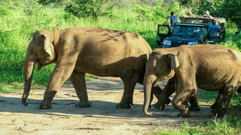 From Trincomalee: Elephant Safari at Minneriya or Kaudulla - Key Points