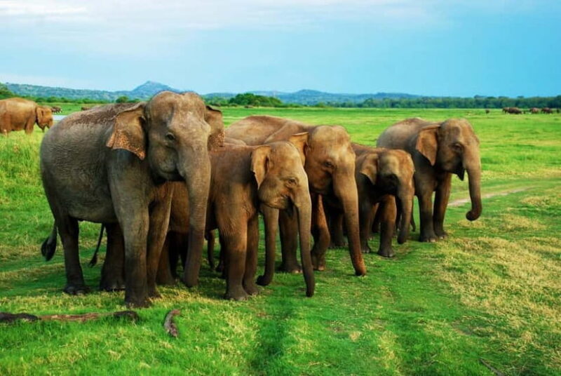 From Trincomalee: Elephant Safari at Minneriya or Kaudulla - A Practical Look at the Elephant Safari Experience