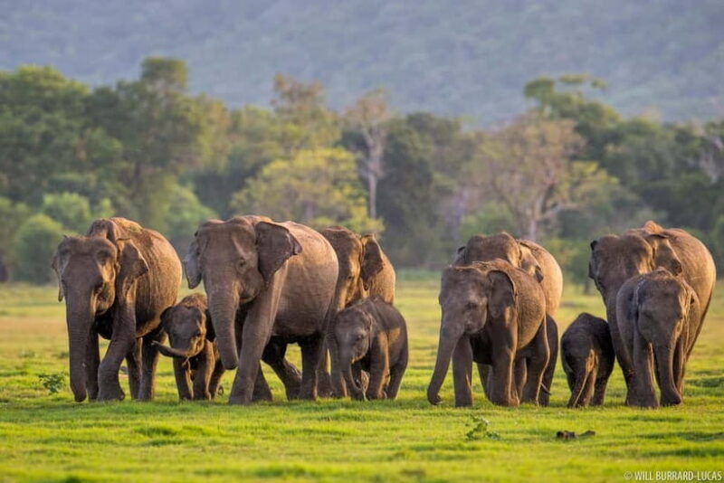 From Trincomalee: Elephant Safari at Minneriya or Kaudulla - The Sum Up: Who Should Consider This Safari?