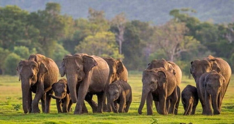 From Trincomalee : Minneriya / Kaudulla Elephant Safari - Frequently Asked Questions