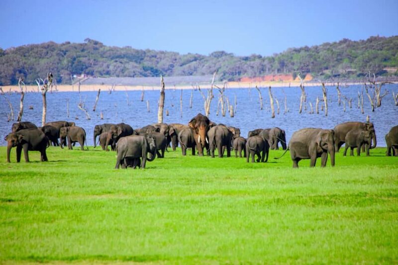 From Trincomalee: Minneriya National Park 4X4 Jeep Safari - Key Points