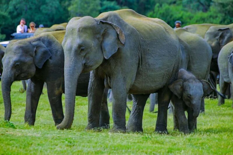 From Trincomalee: Minneriya National Park 4X4 Jeep Safari - An In-Depth Look at the Safari Experience