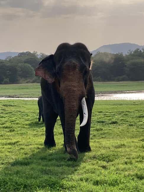 From Trincomalee: Minneriya National Park 4X4 Jeep Safari - The Sum Up