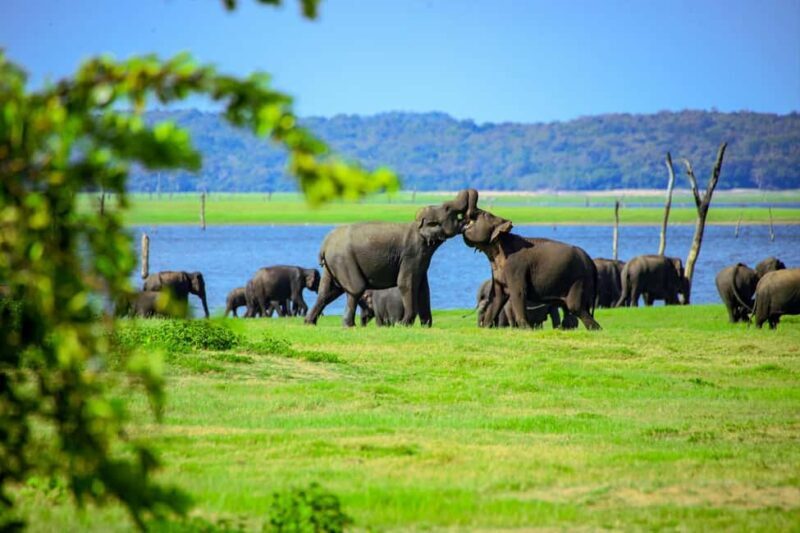 From Trincomalee: Minneriya National Park 4X4 Jeep Safari - FAQ