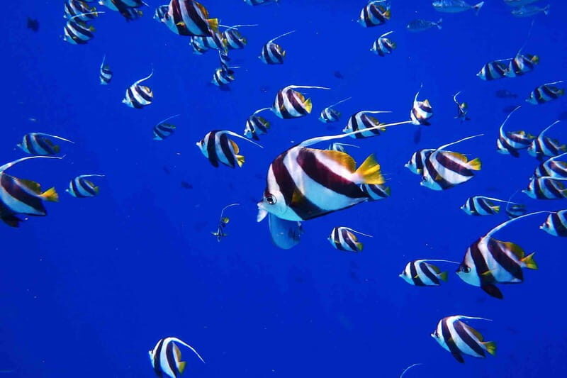 From Tulum: Cenote Riviera Maya & Snorkel Excursion - Key Points