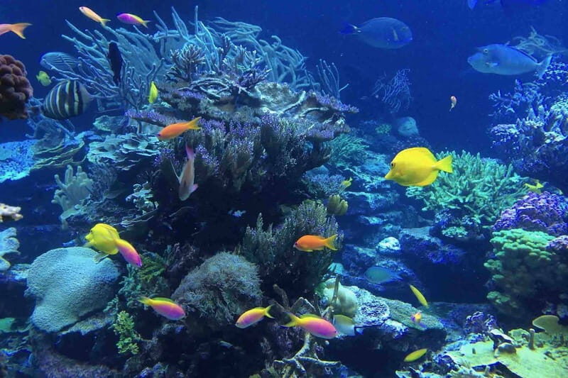 From Tulum: Cenote Riviera Maya & Snorkel Excursion - The Itinerary: What You’ll Experience