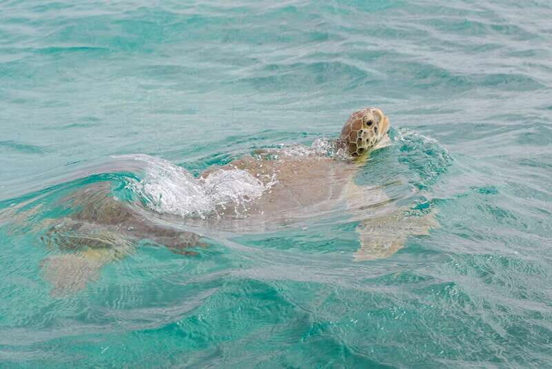 From Tulum: Sian Kaan Boat Trip Adventure with Lunch - Beach Stop and Caribbean Lunch