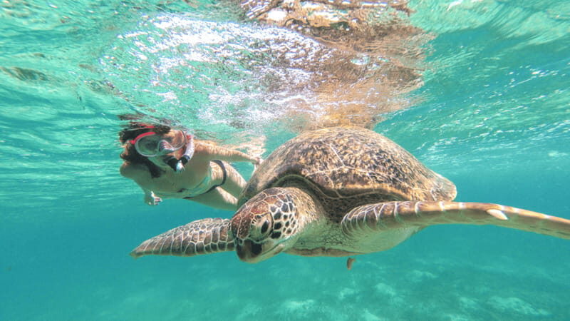 From Tulum: Tulum, Cenote and Turtle Swim Tour at Akumal - What to Expect from This Tulum, Cenote, and Turtle Swim Tour