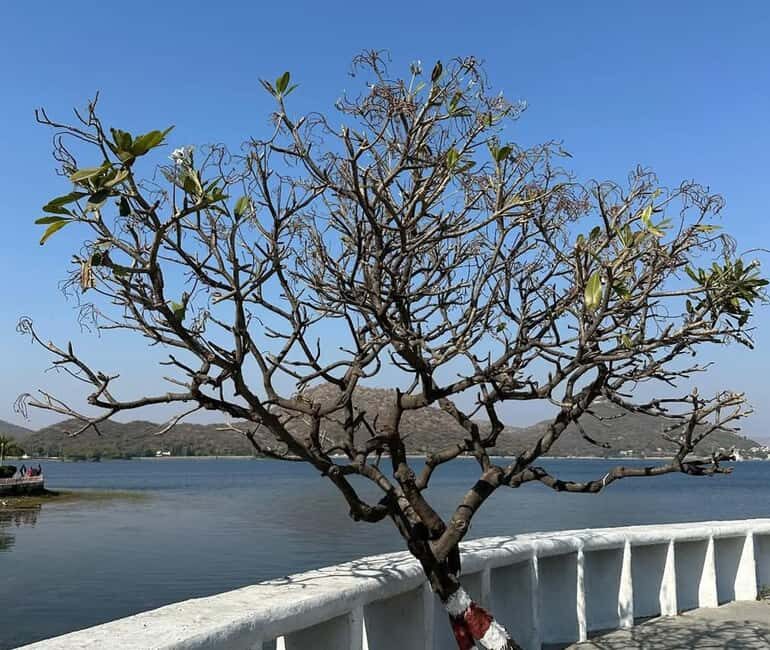 From Udaipur: Authentic Village Safari Experience - Exploring the Details of the Udaipur Village Safari
