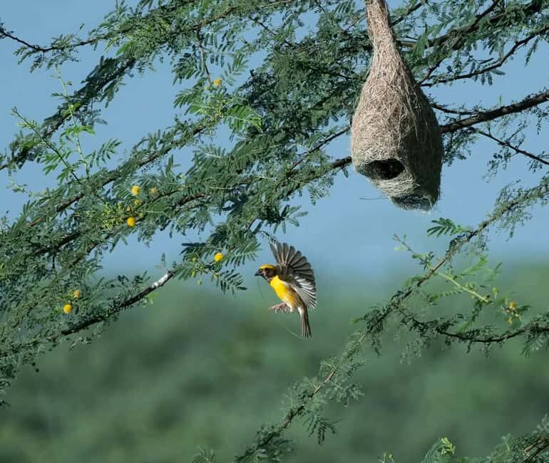 From Udaipur: Authentic Village Safari Experience - Practical Considerations and Tips