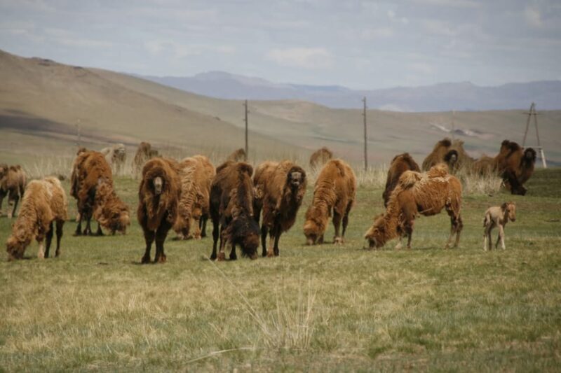 From Ulaanbaatar: Day Trip to Hustai National Park - From Ulaanbaatar: Day Trip to Hustai National Park – A Practical Guide